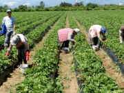 Bayraktar: Çiftçi uzun dönemde enflasyon mağduru!