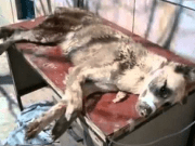 Ben bir sokak köpeğiyim