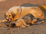 Hayvanlara Eziyete Şikayet