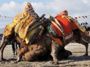 KEMER’DE DEVE GÜREŞLERİ YENİDEN BAŞLIYOR