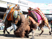 Kumluca’da Develer Kıran Kırana Güreşti