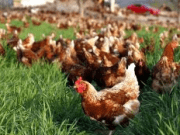 “Sağlıklı diye yediğiniz tavuklar tavuk değil“