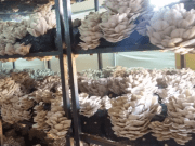 Tarım Federasyonu İstiridye Mantarı Tanıtımı Antalya’da Yapıldı