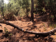 Tekirova’da çevre yürüyüşü