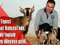 Hayvanat Bahçesi’nde, 15 günde toplam 11 yavru dünyaya geldi