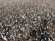 Erkan Mahmut Doğan Manavgat’ı Üzdü